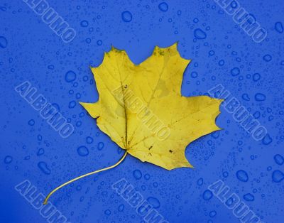 autumn leaf over blue metalic surface