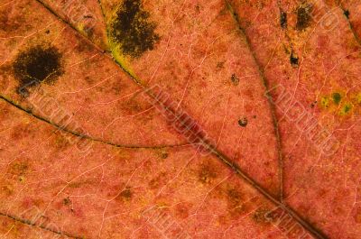 Macro leaf