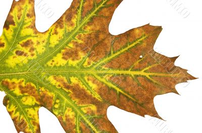 Macro autumn leaf