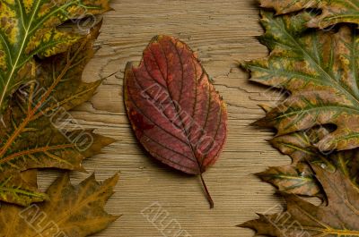 autumn leaf over old board