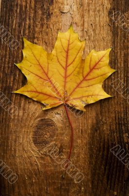 autumn leaf over old board