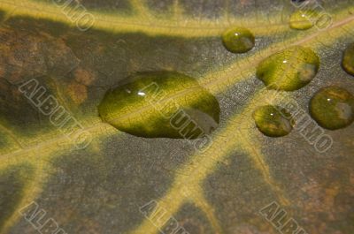 Water drop on autumn leaf