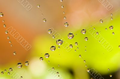 Water drops on spider web