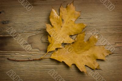 autumn leaf over old board