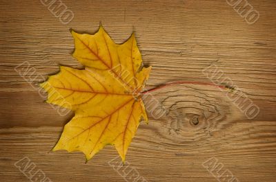 autumn leaf over old board