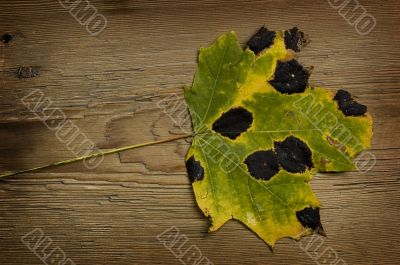 autumn leaf over old board