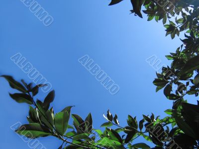 Ficus