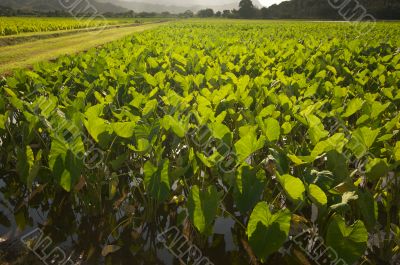 Hanalei Valley and Taro Fields