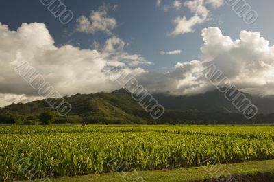 Hanalei Valley and Taro Fields