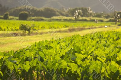 Hanalei Valley and Taro Fields