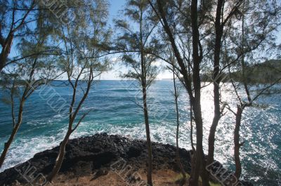 Tropical Shoreline