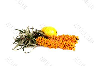 Sea-buckthorn and lemon.