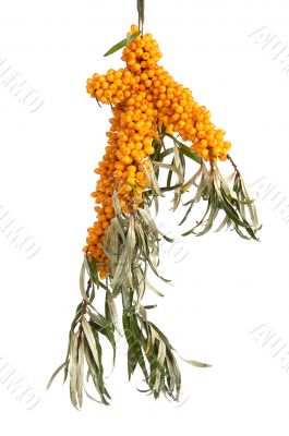 Sea-buckthorn.