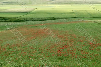 Piana di Castelluccio - Landscape