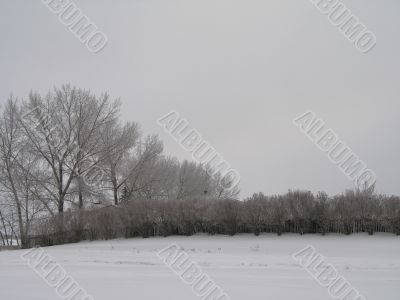 winter field and forest