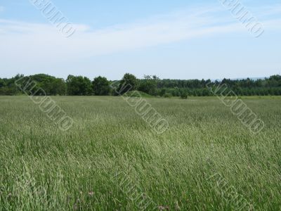 green agricultural field
