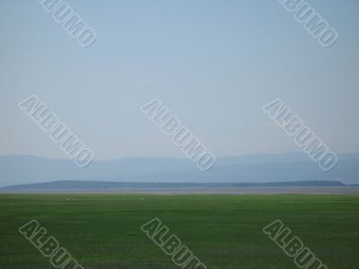 green shore at low tides
