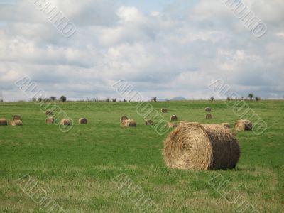 bales of hay in a field
