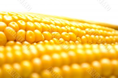 corn background