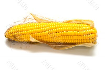 Freshly harvested corn