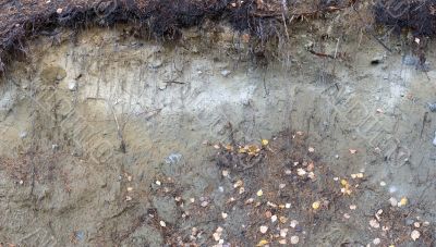 Earthen wall in a wood
