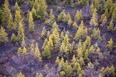 Young fir forest