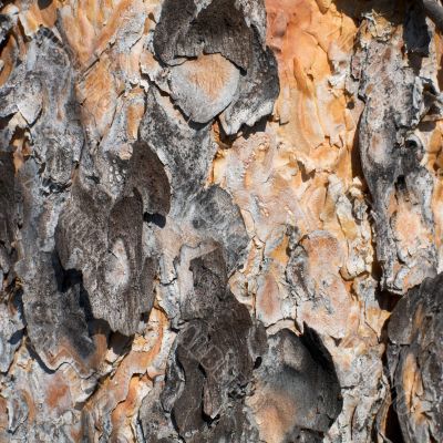 Surface of a pine bark