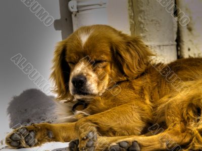 stray dog