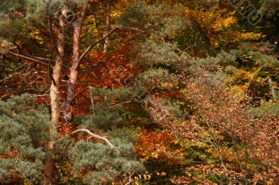 Beautiful mixed forest in autumn