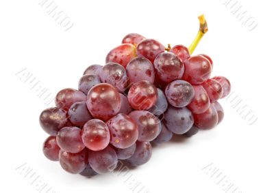 Cluster of ripe grapes