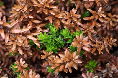 Leaves and runaways crowberry