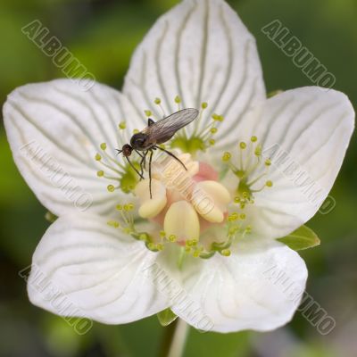 The fly on a flower