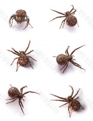 brown spiders