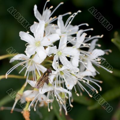 Labrador tea and fly