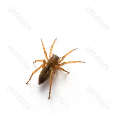 Brown spider