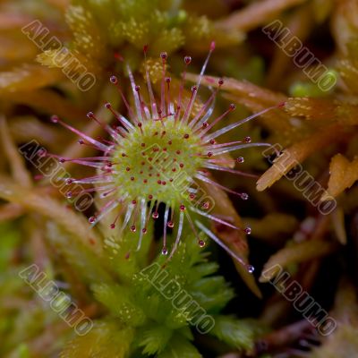Sundew