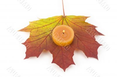 autumn maple leaf