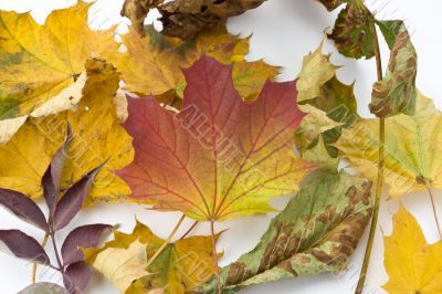 autumn leaves