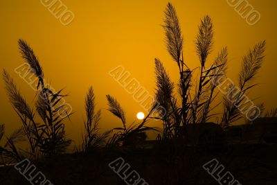 Orange sunset and black plant silhouettes