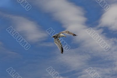 Seagull in the flight