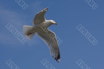 Seagull in the flight