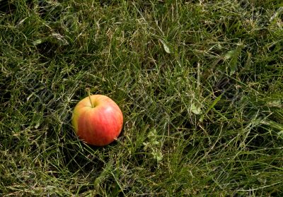 Red apple in grass