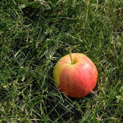 Apple in green grass