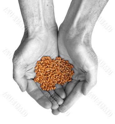 Hands and wheat