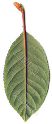Green leaf of cherry