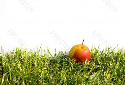 Apple in grass
