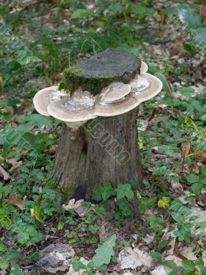 Stub covered with mushrooms
