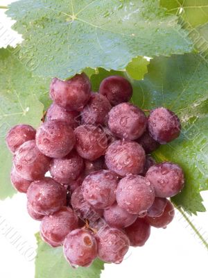 Cluster of a grapes with drops of water