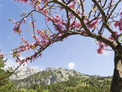 Mountain landscape