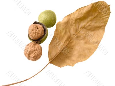 Fresh walnut with leaves